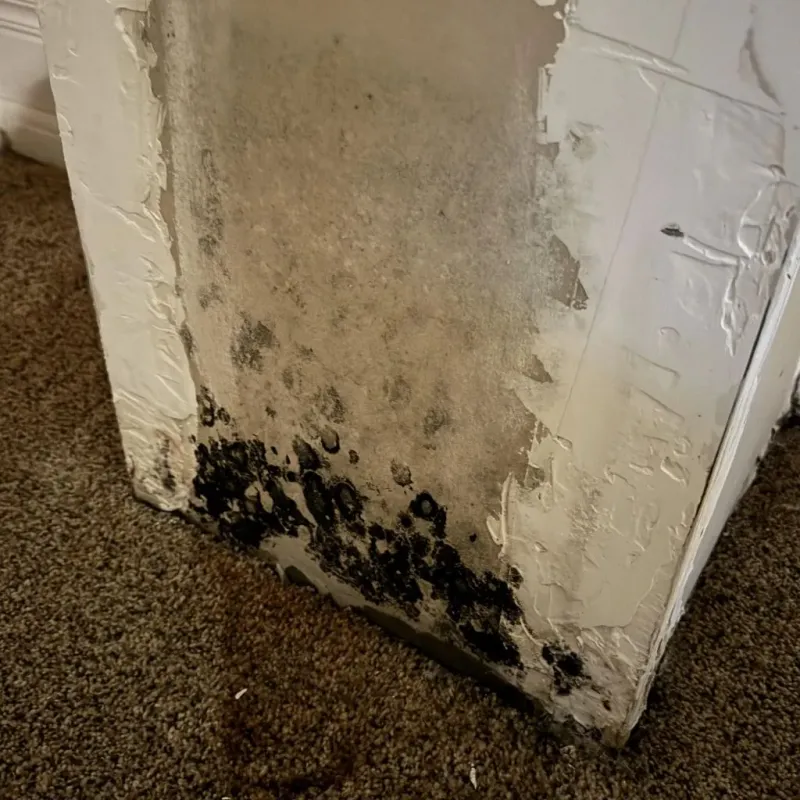 Professional Mold Removal in Loa, UT